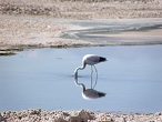 salar atacama